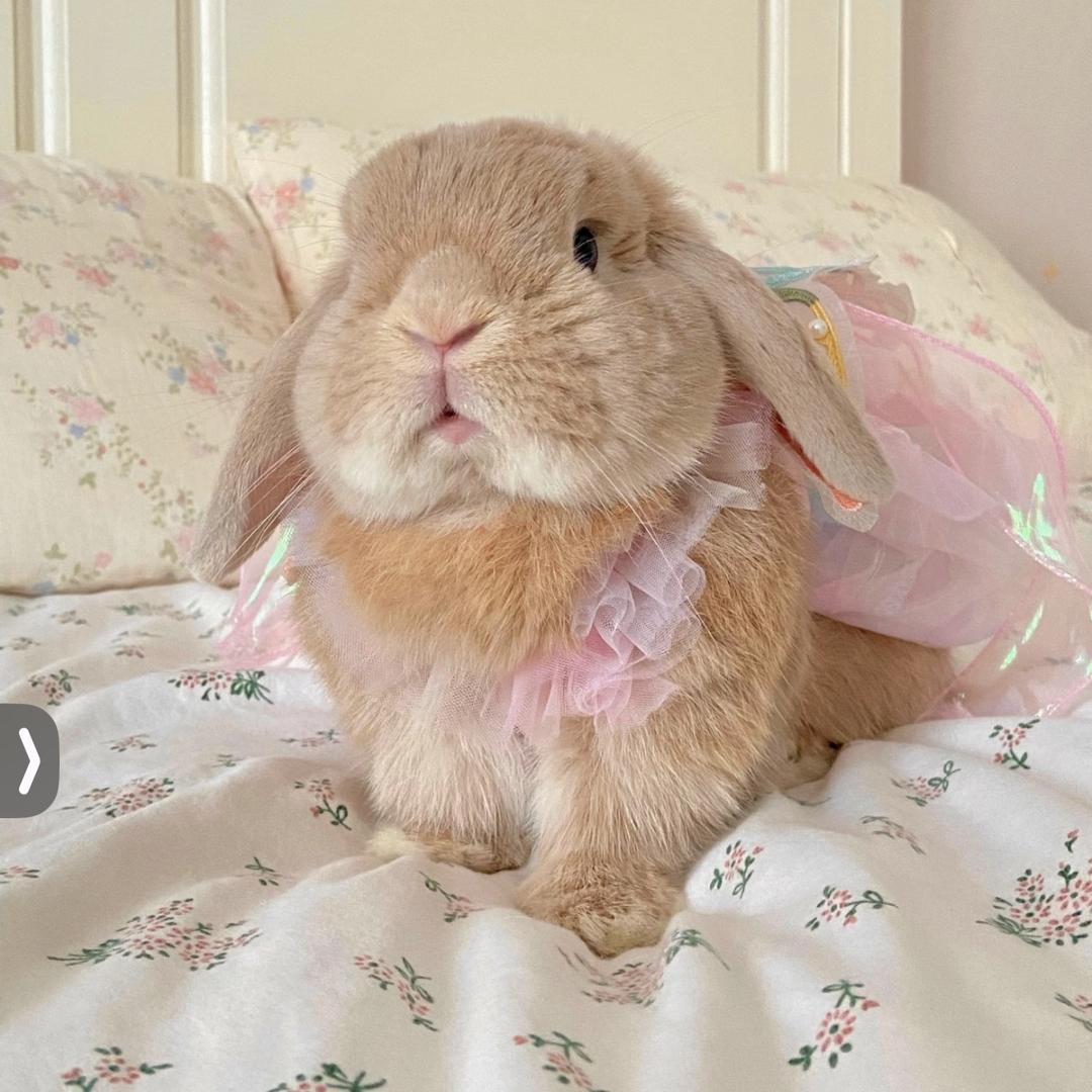 兔兔🐰
