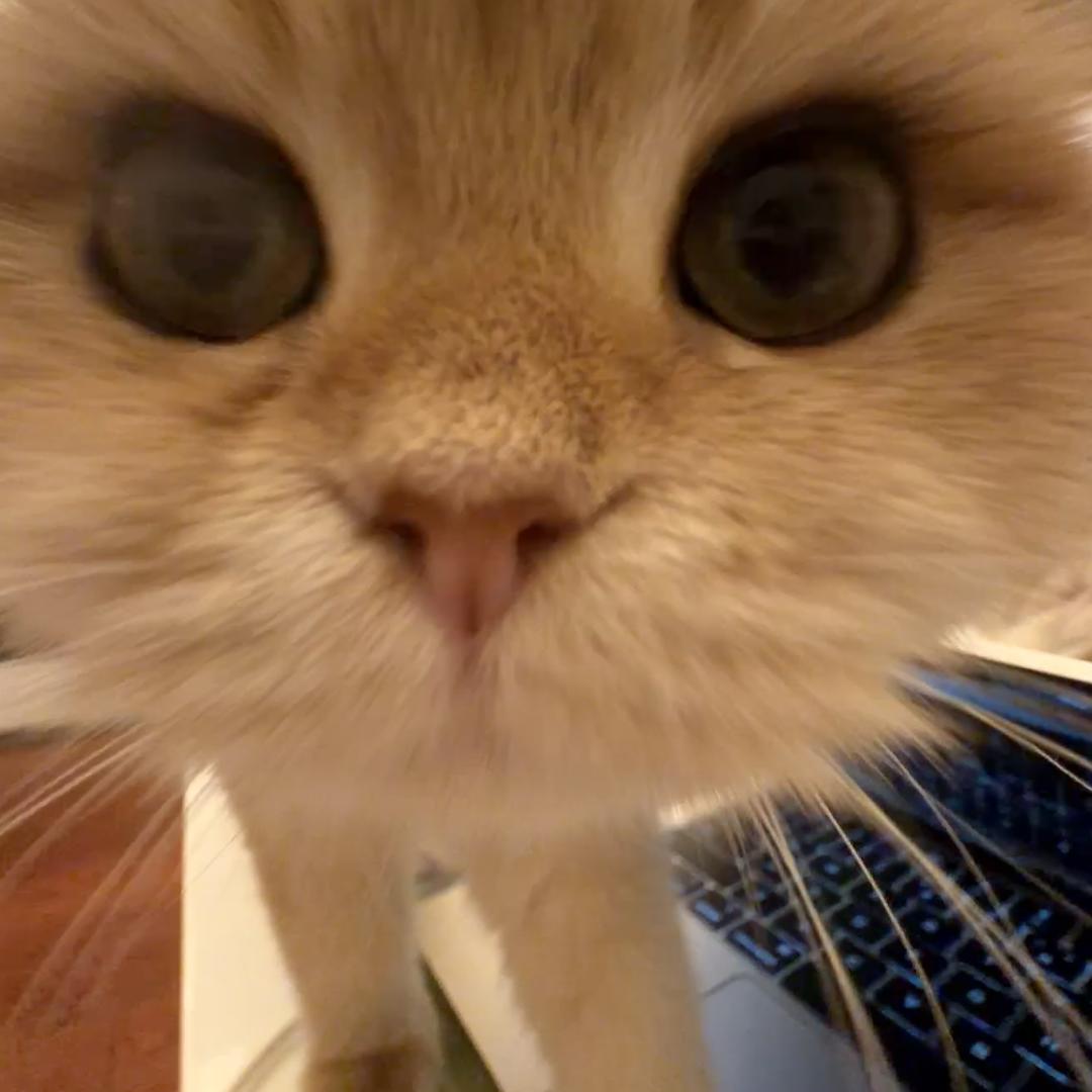 优思韦猫砂号