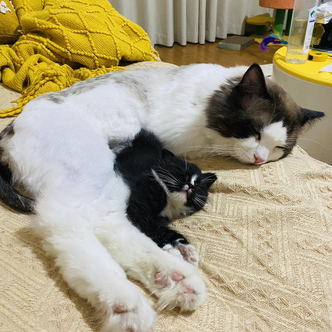 戴维和麻团的伙夫