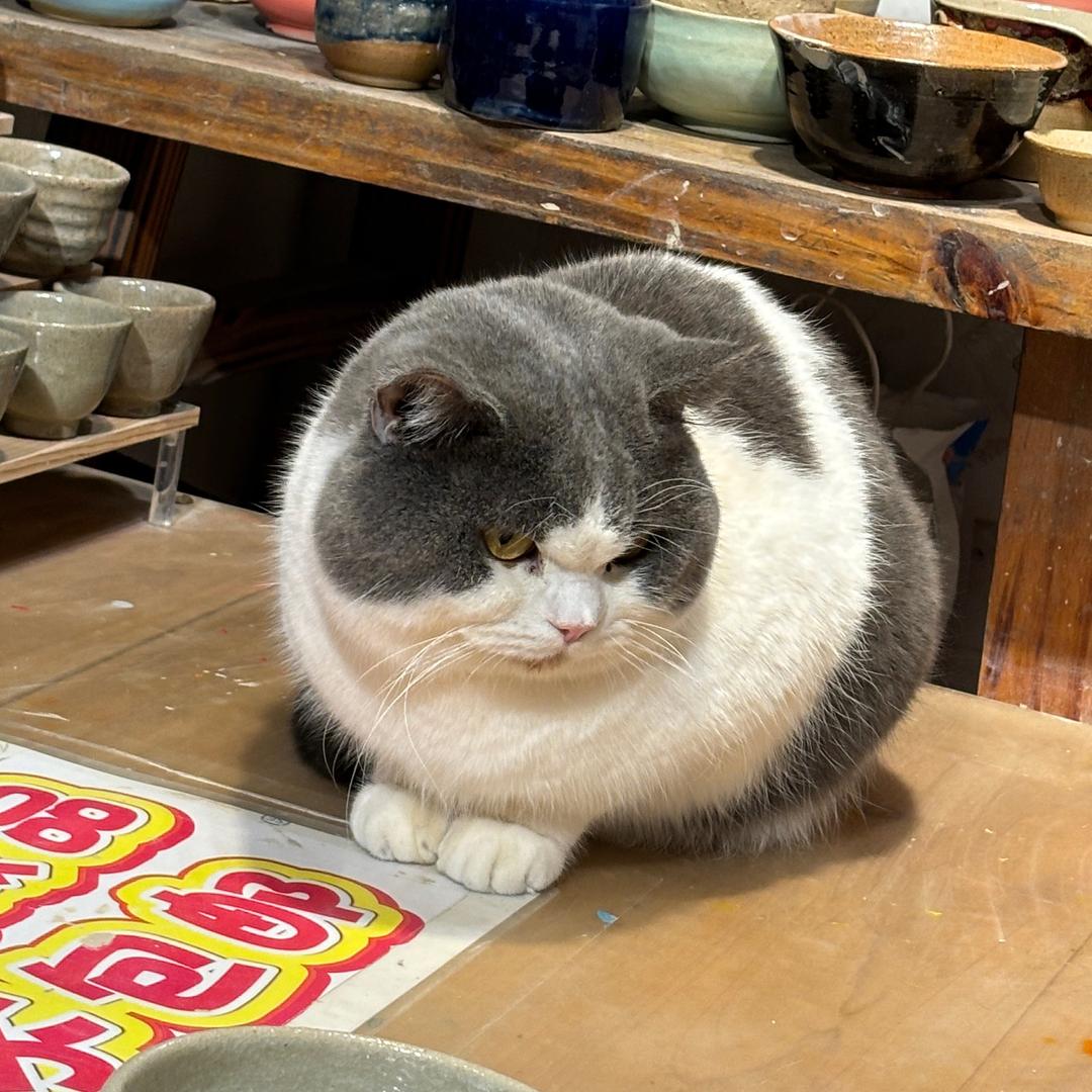 火花花