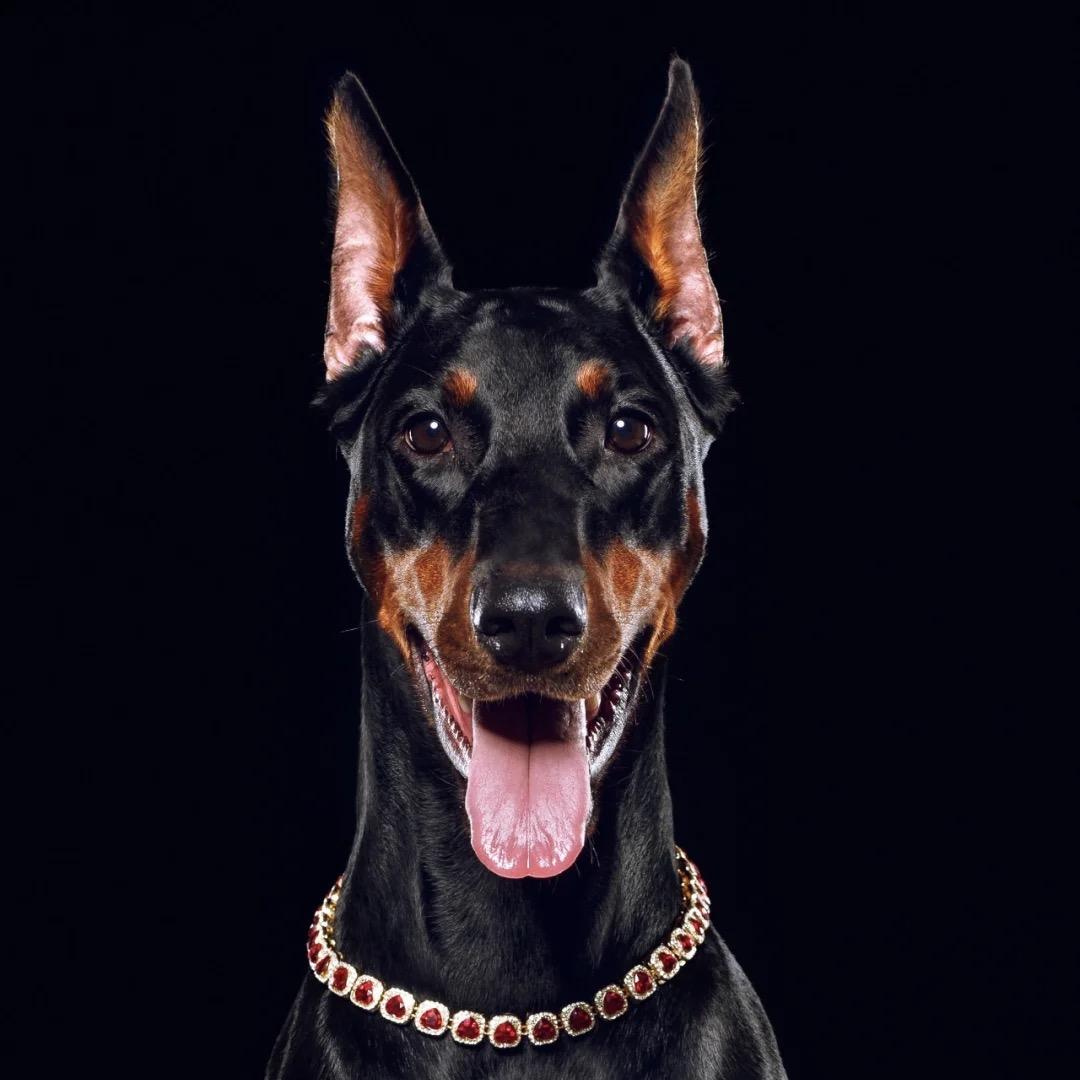 阿飞说狗🐶