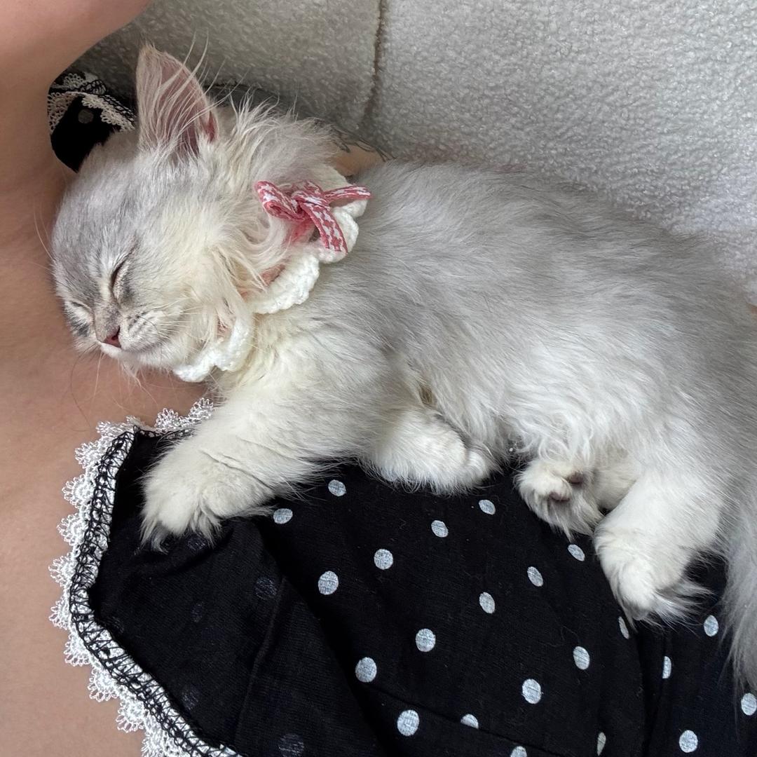 偷走月亮的妮妮