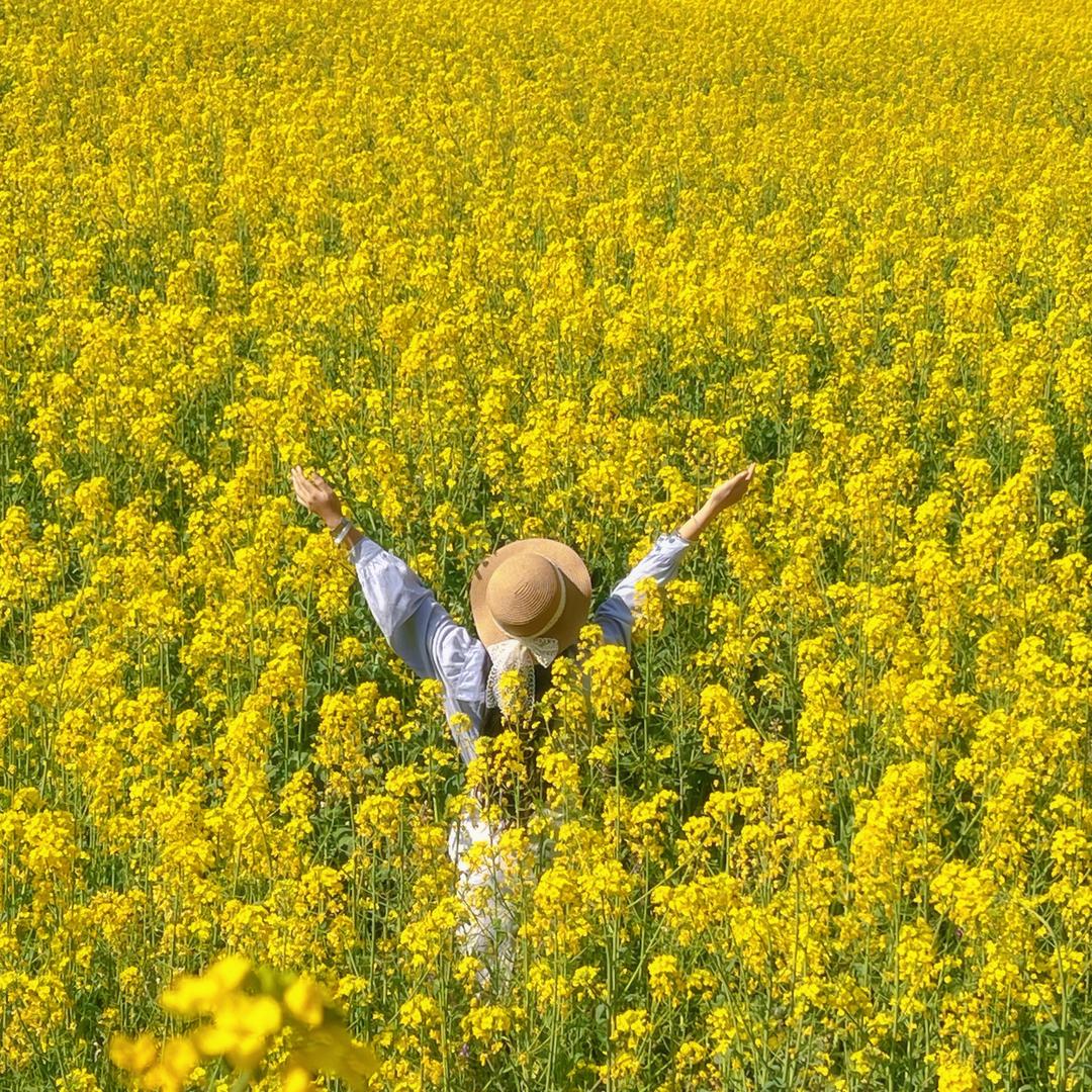 樱花树下