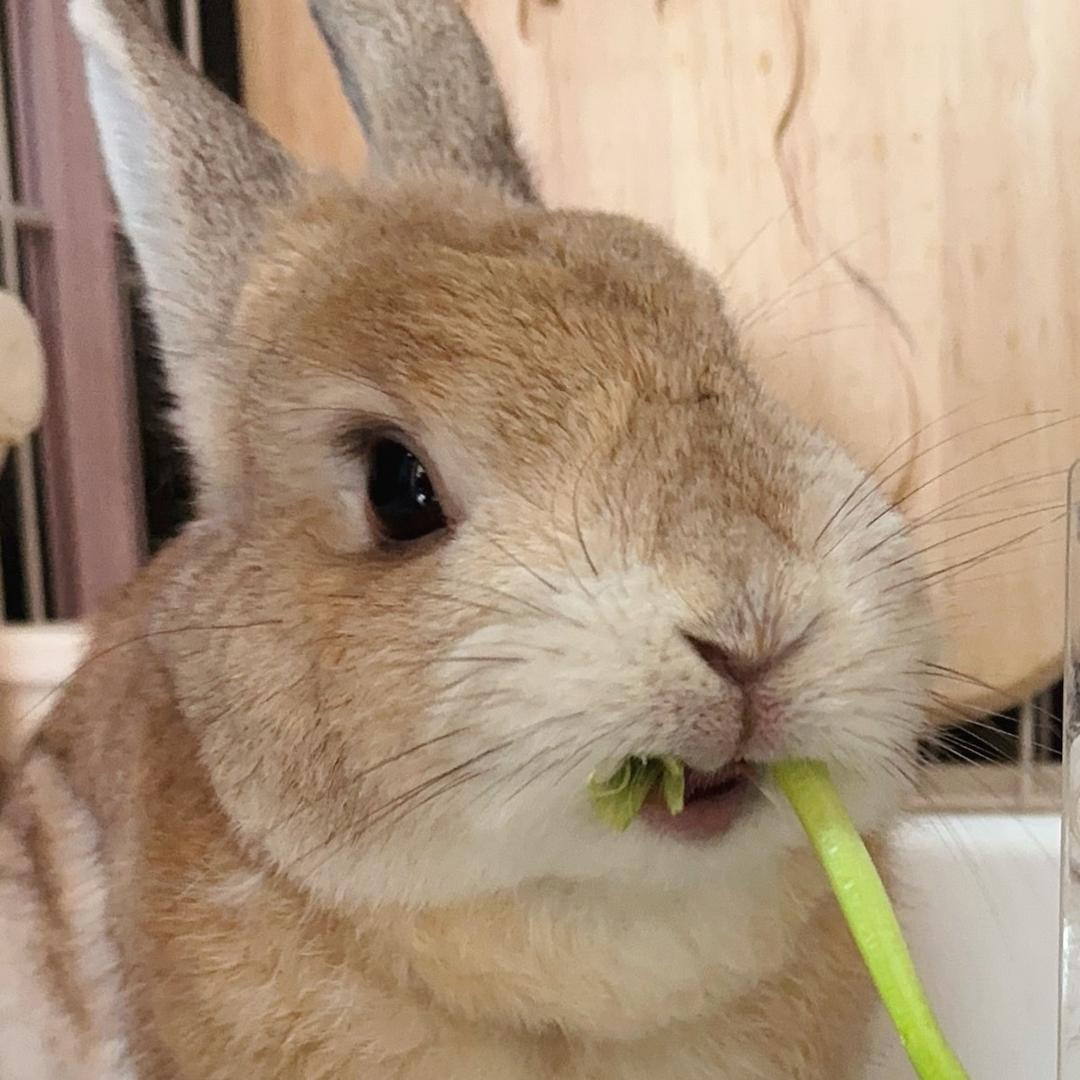 🐰香菜菜子