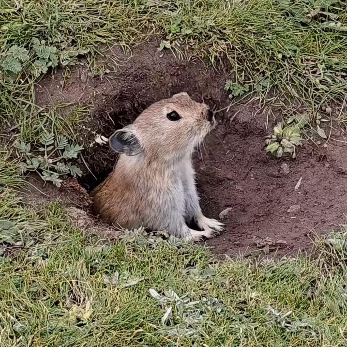 土拨鼠鼠🐭