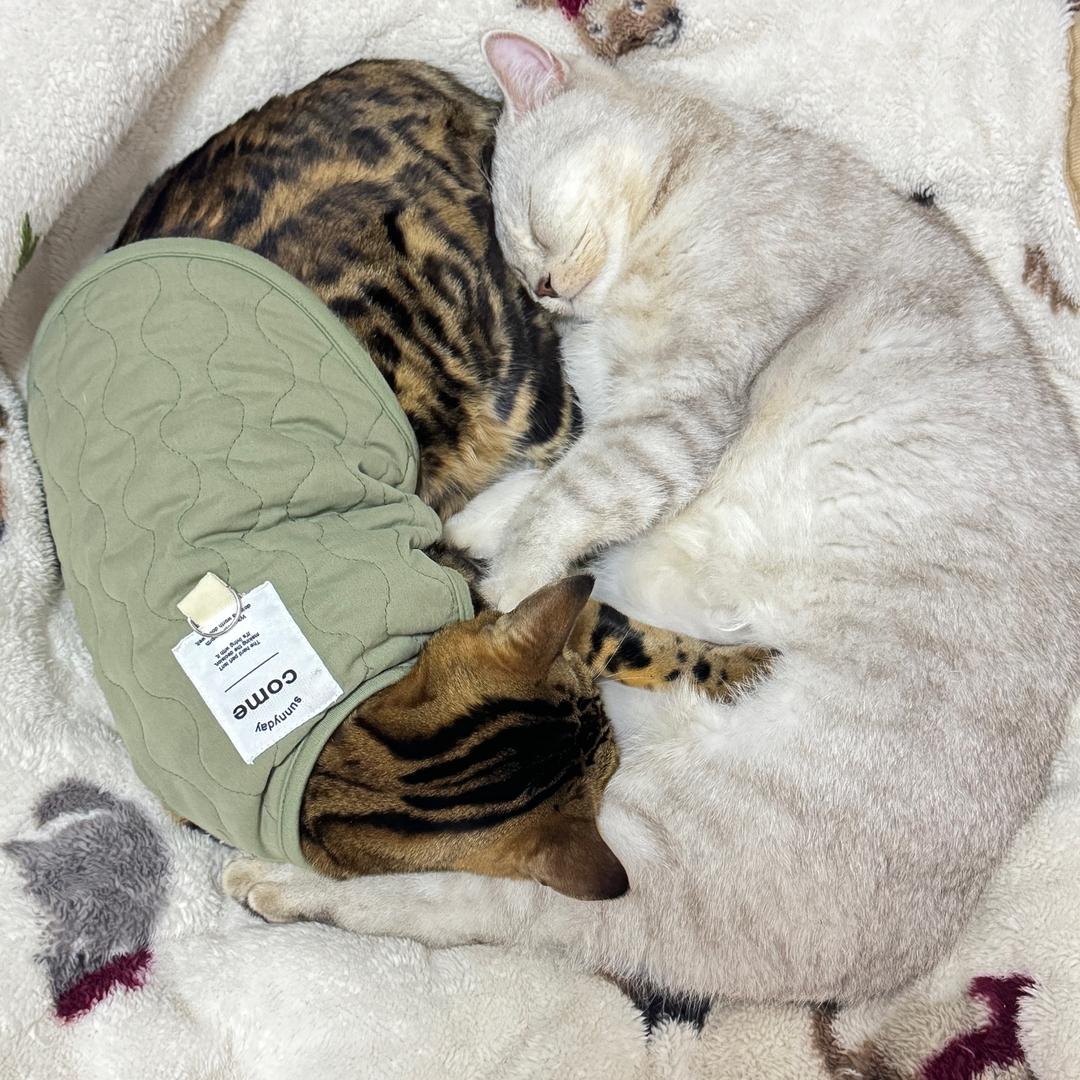 喜欢 吃汤圆的小元宝