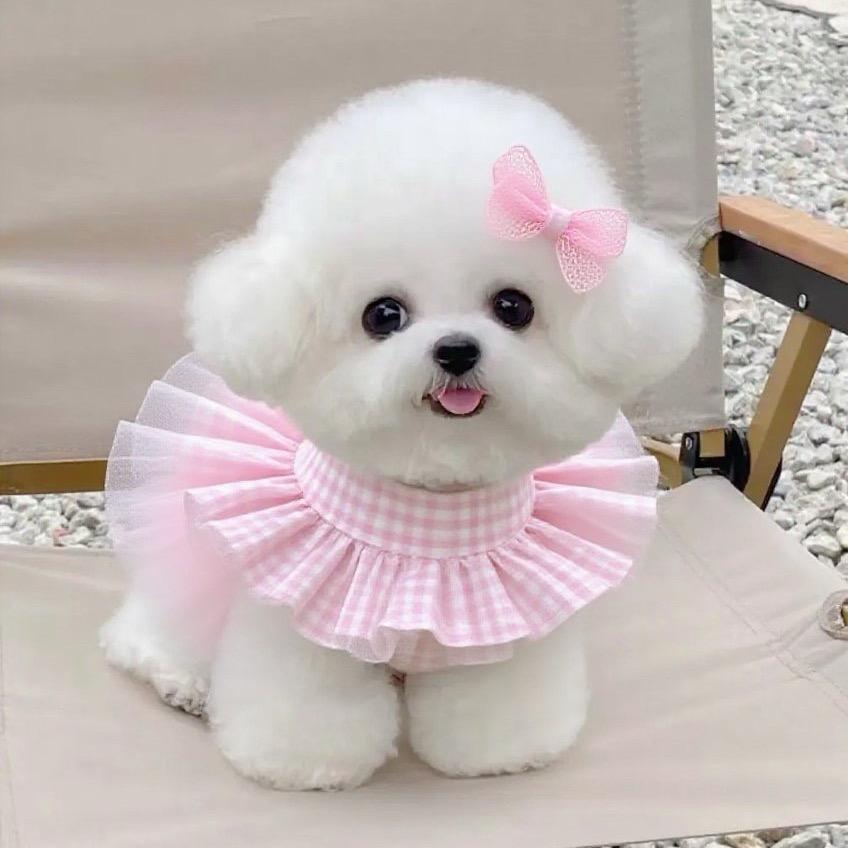 萌宠小甜甜