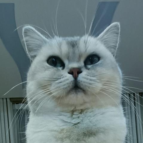 我的名字叫小胖