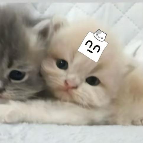 黄焖鸡