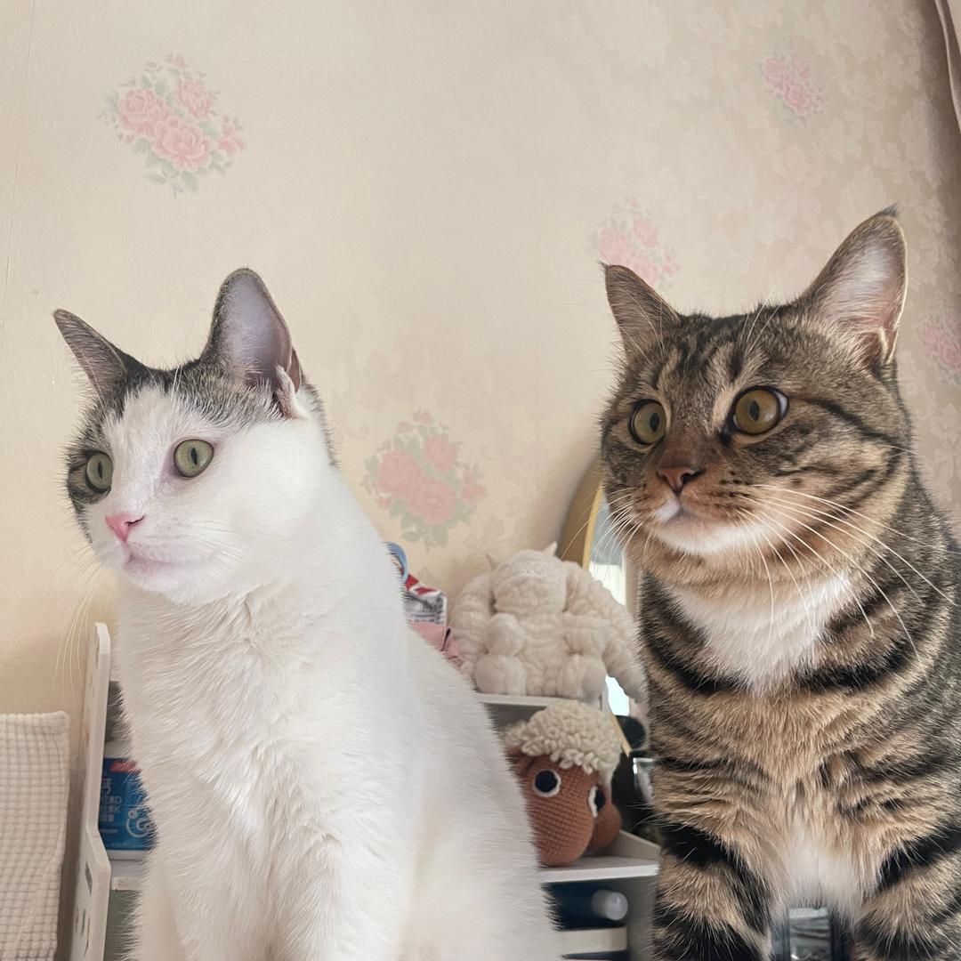 宠托师/奚奚🐈