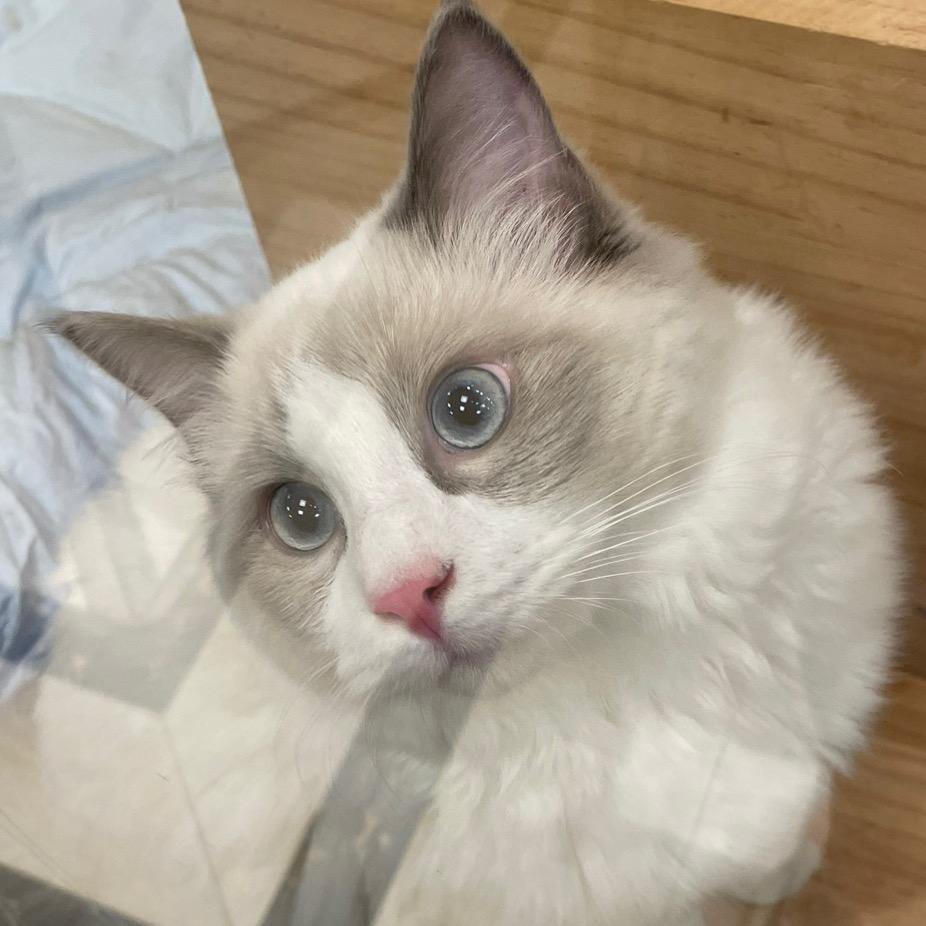 爱咬人的久（暴躁版）