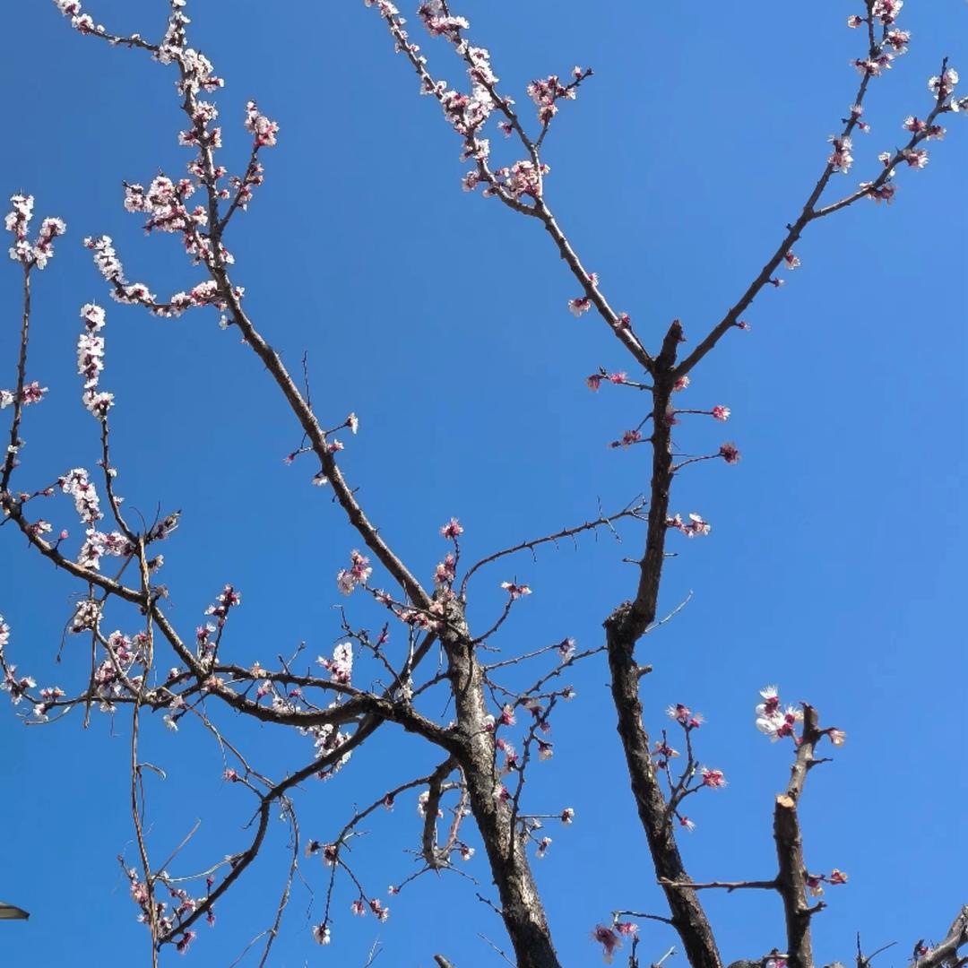 阿红吖