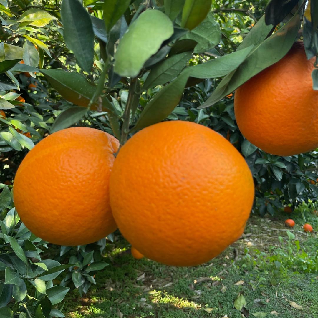 脐橙果园直发（现摘现采）