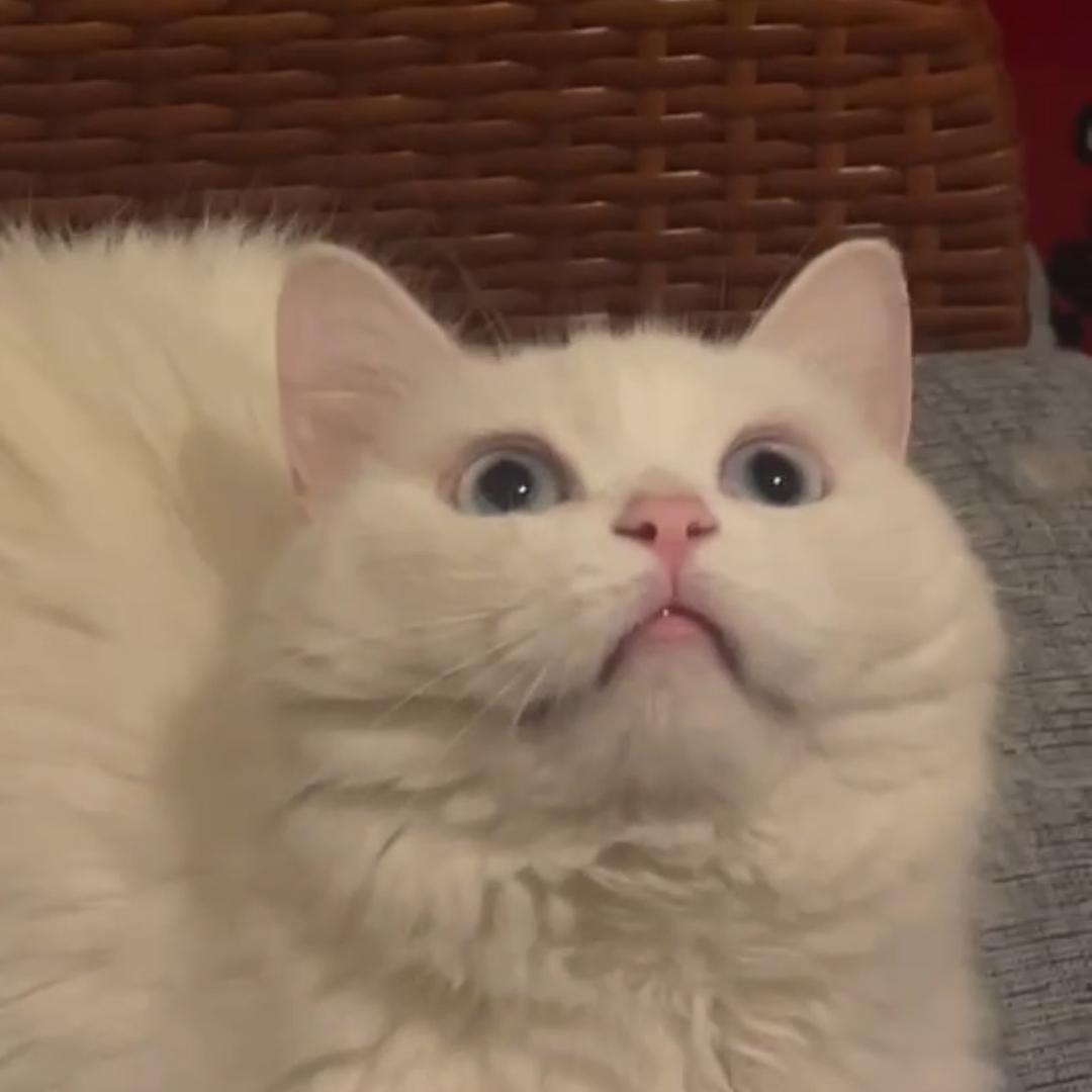 哆咪