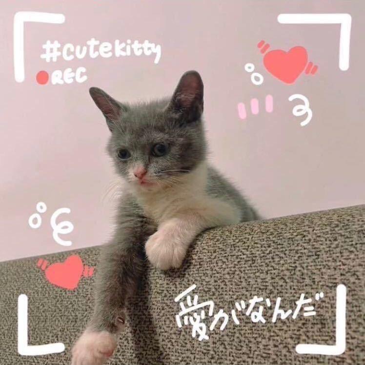 小猪找房