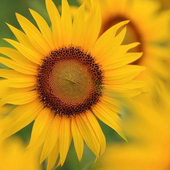 向日葵🌻