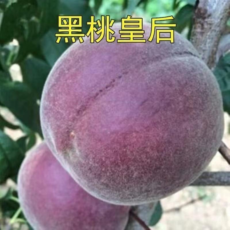 尚蔻京全果树苗木专卖店