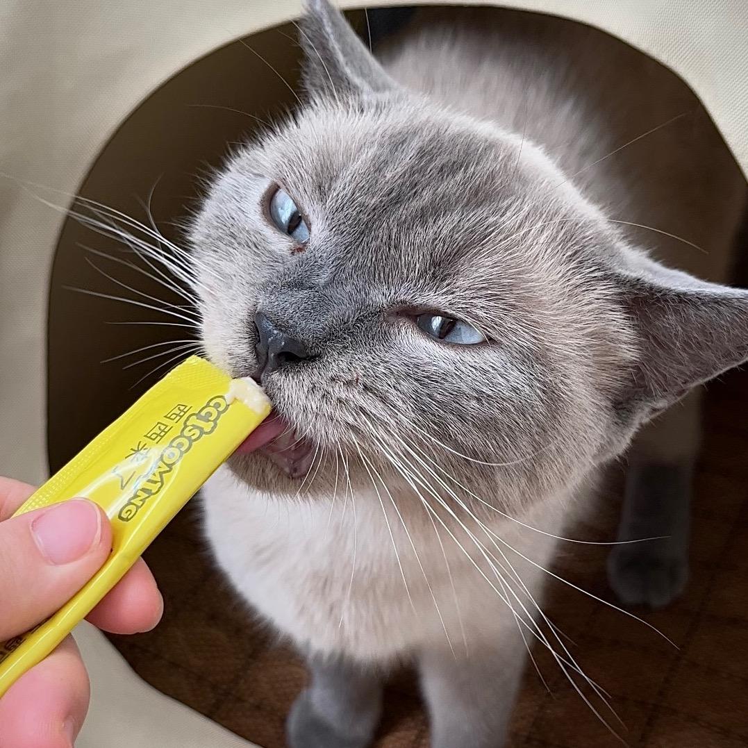 沅沅的养猫日记