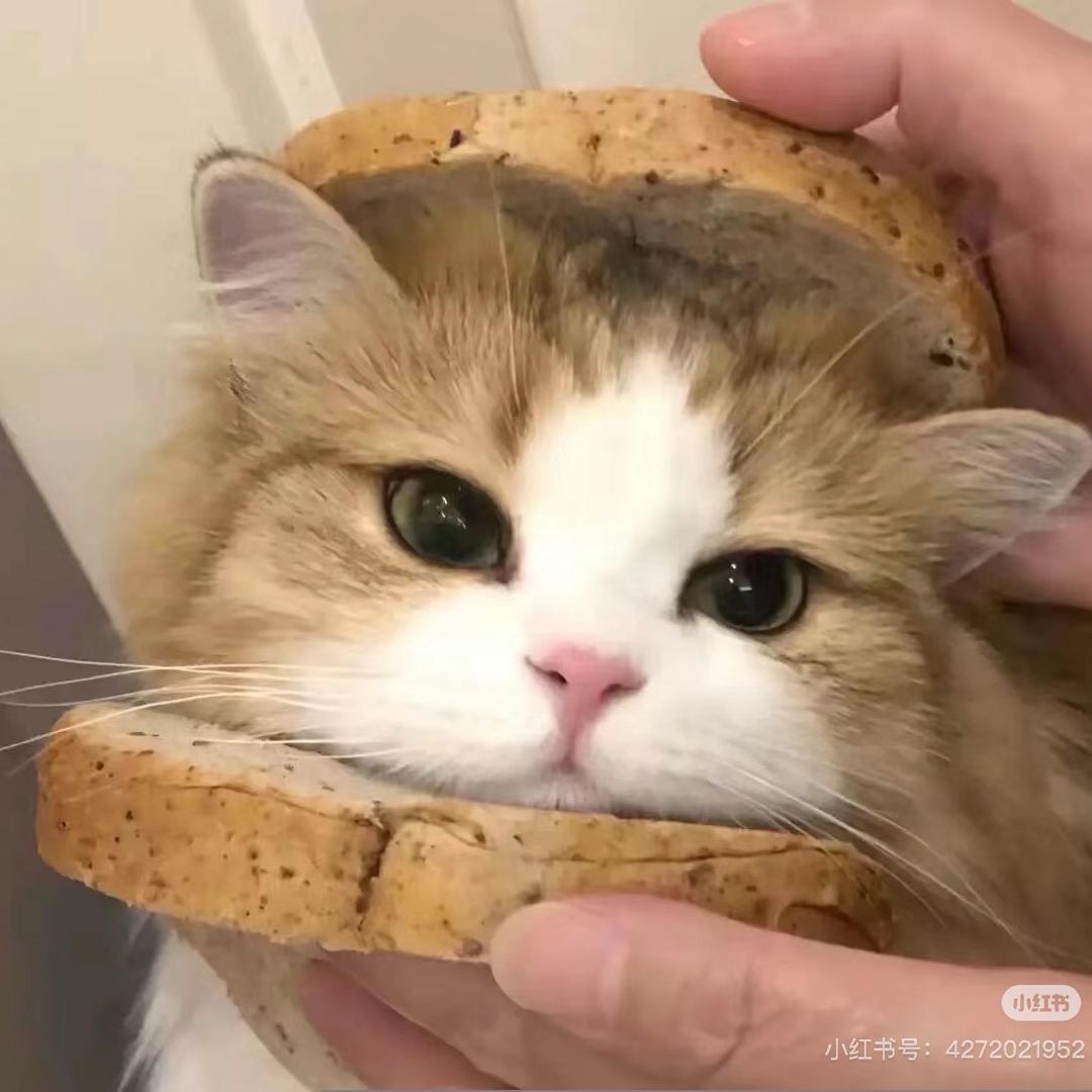 下饭xiao饼干🍪