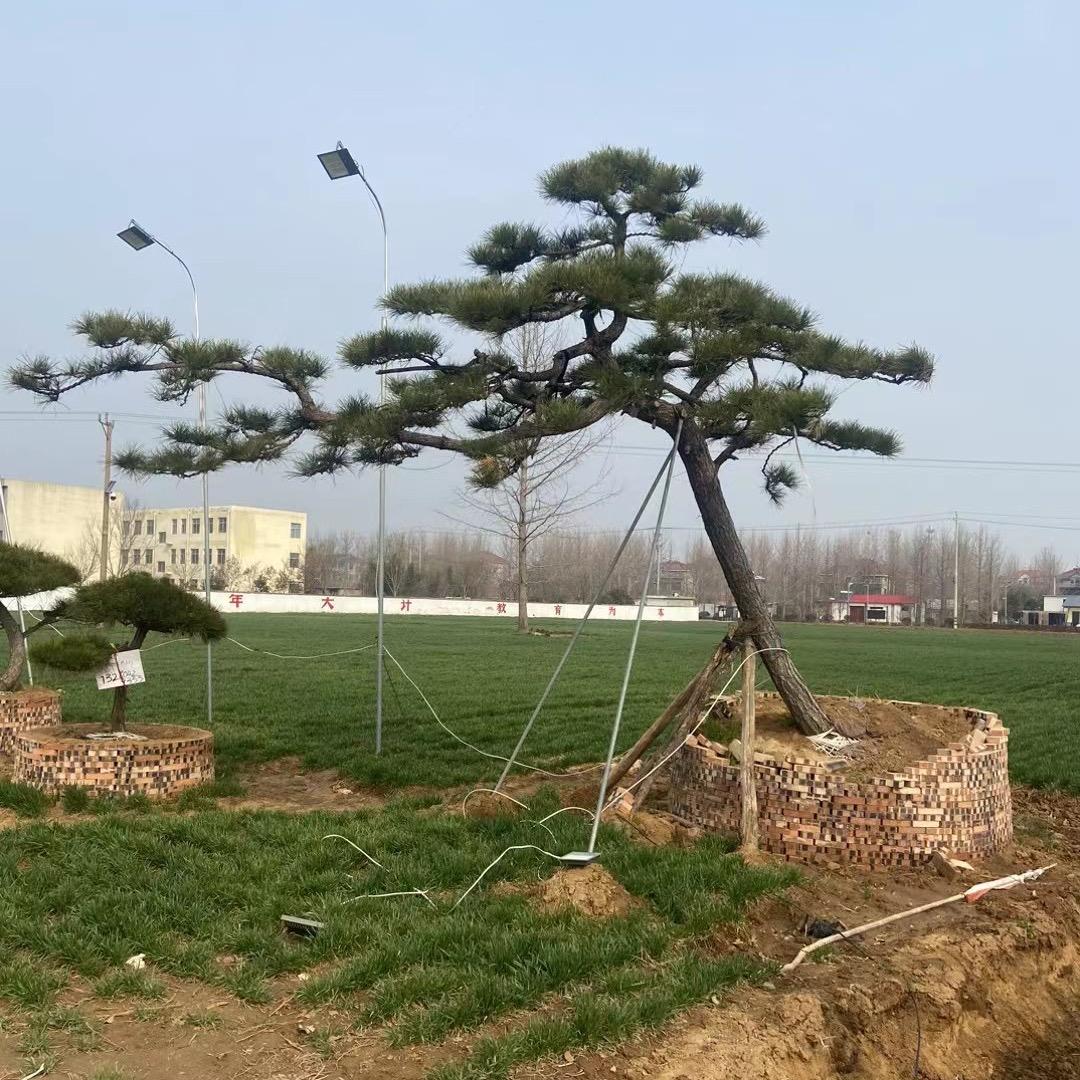 苏花盆景地景