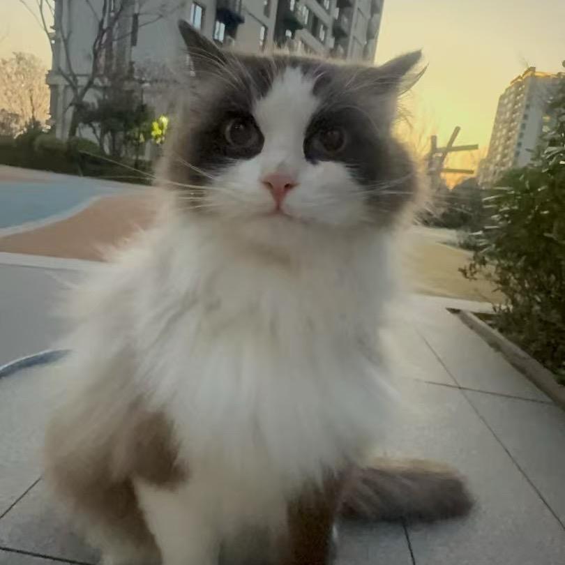 糖醋琉璃