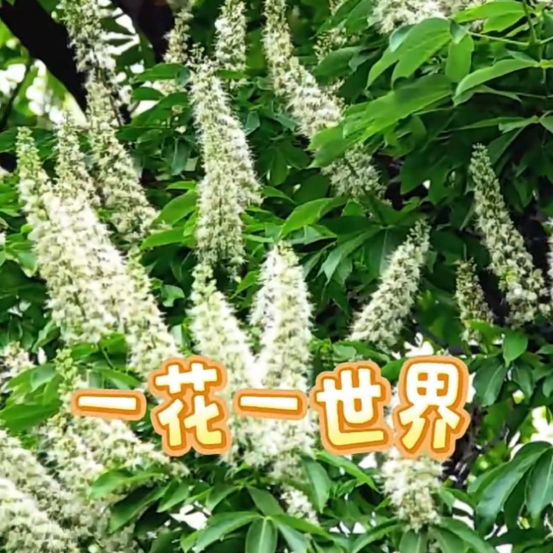 菩提花开
