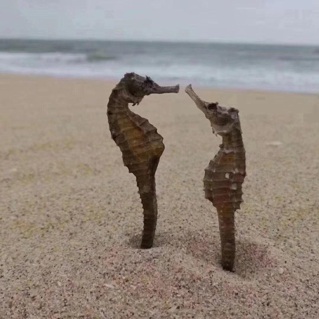 淳淳的，肥婶。