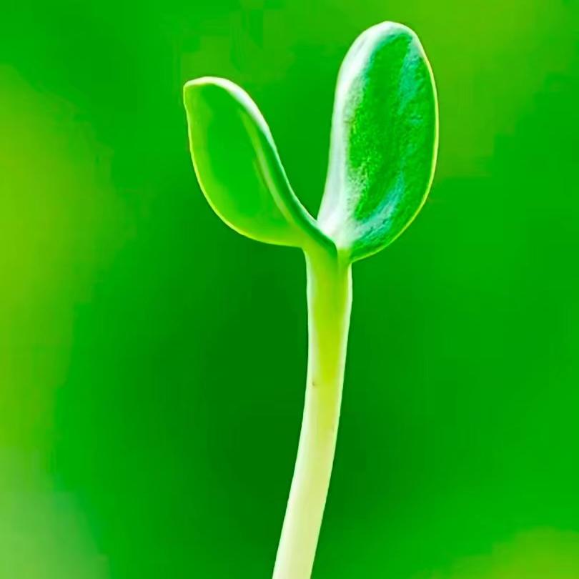 小豆芽婴幼工厂店