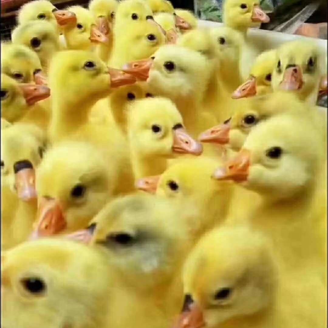 唐县全钢鹅苗孵化场