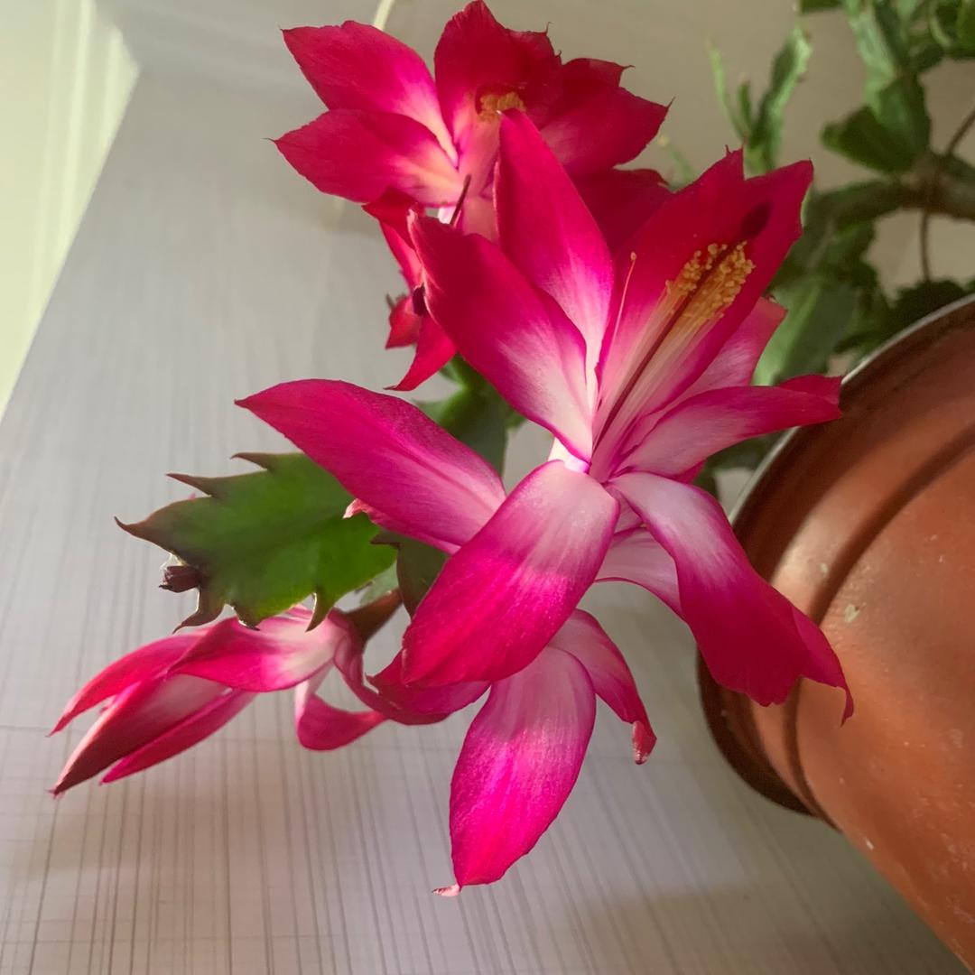 秒懂花卉
