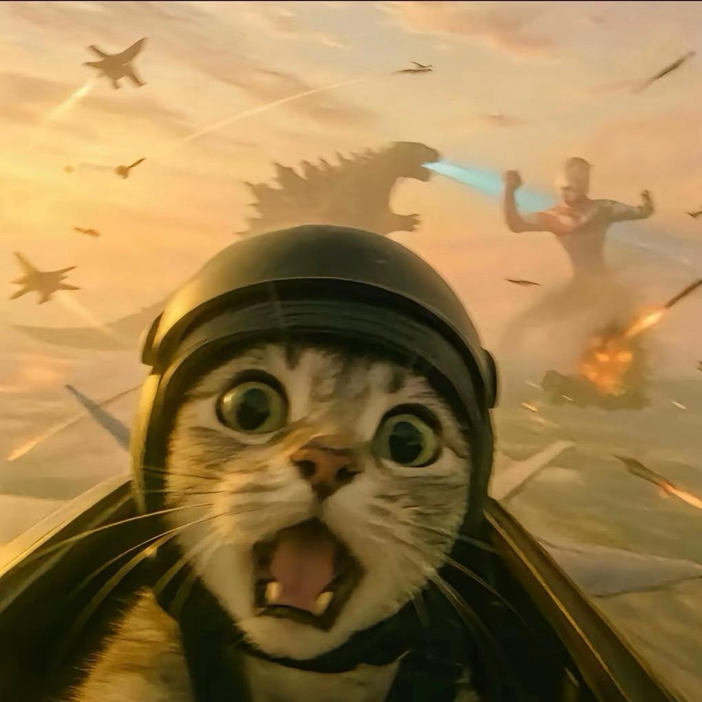 辛巴是只猫