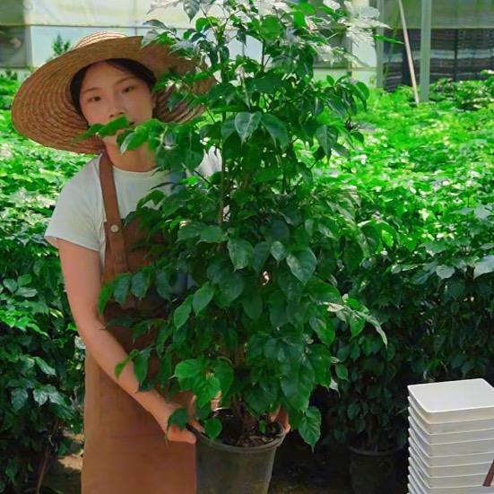 南林绿植基地