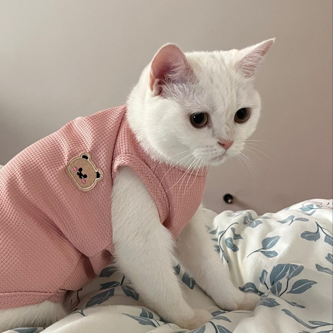 给泡芙加点奶油