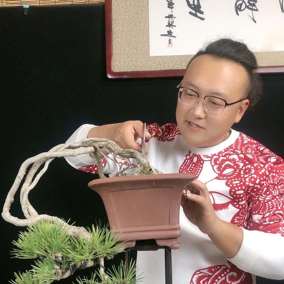 盛华盆景『张健』