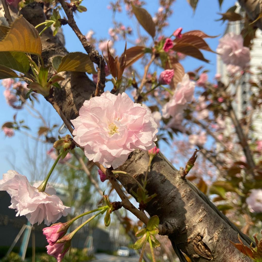 苏琪