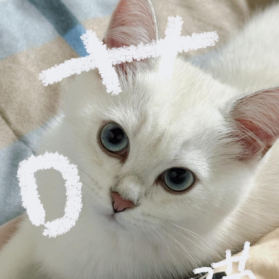 KT喵（三角洲俱乐部）