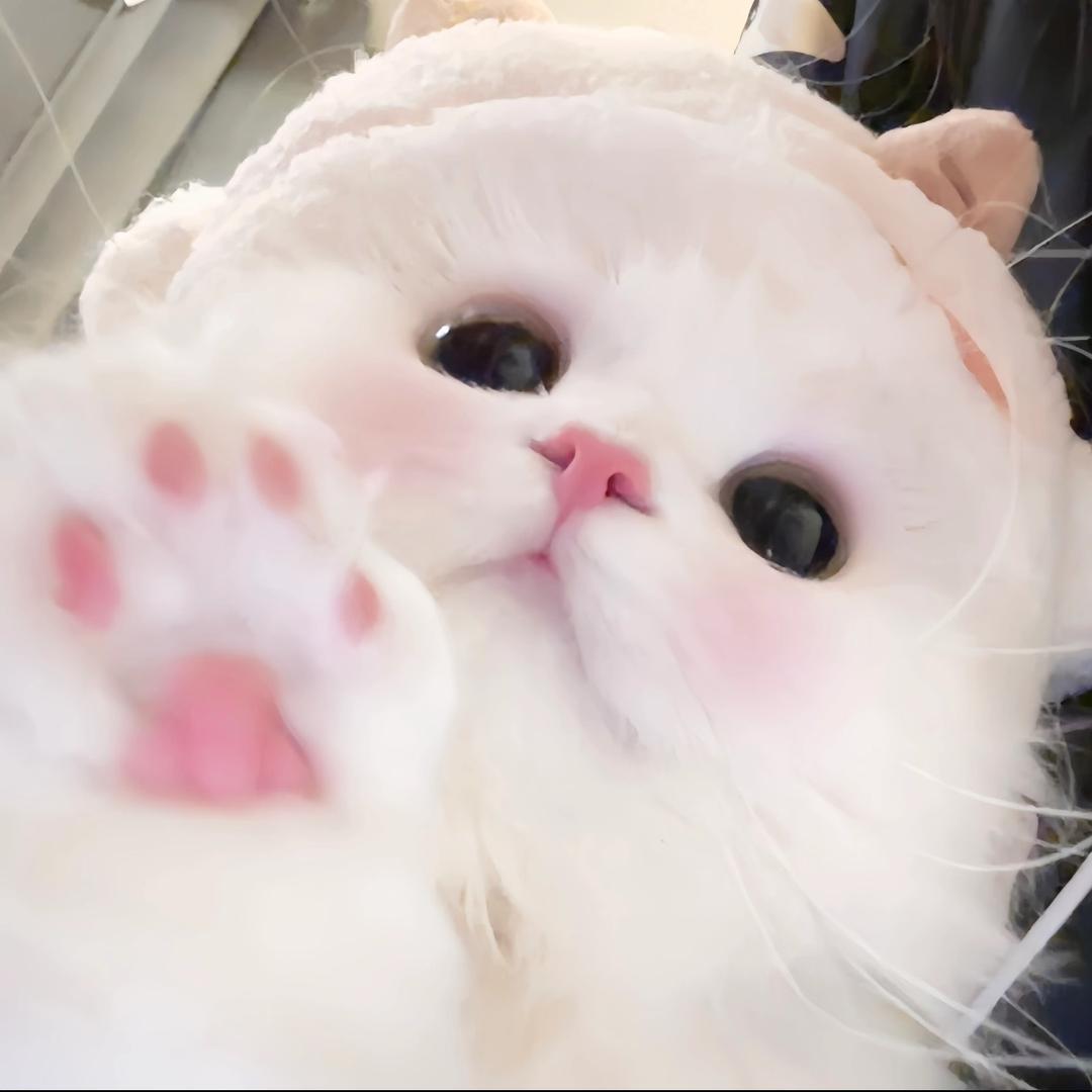 三两呆啤
