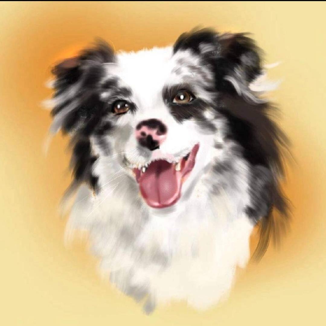 萌宠专售（买狗私）