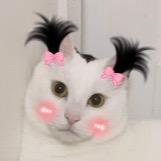 🌸小静子🦆🌸