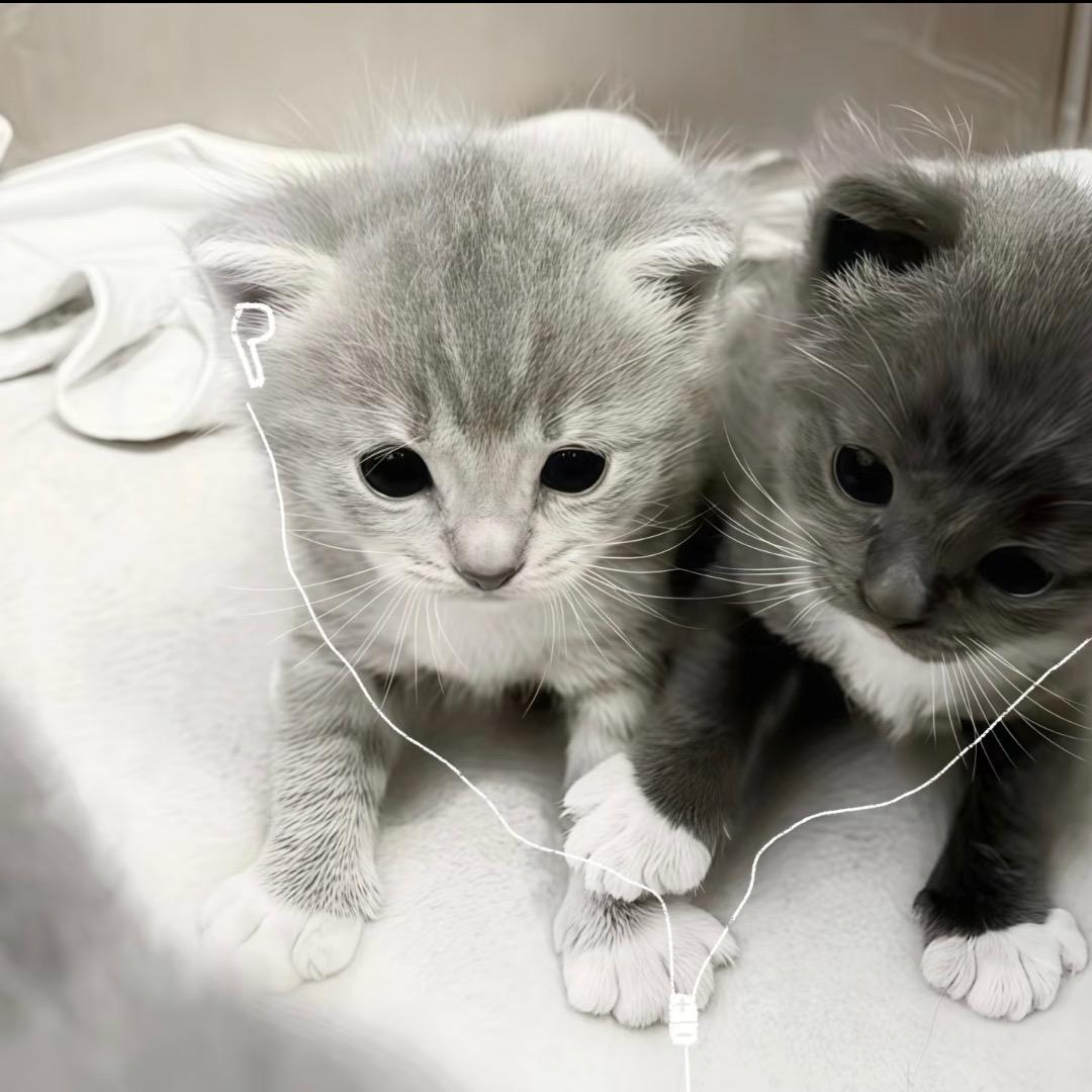 狗酱凹凹（和黄子对视版）