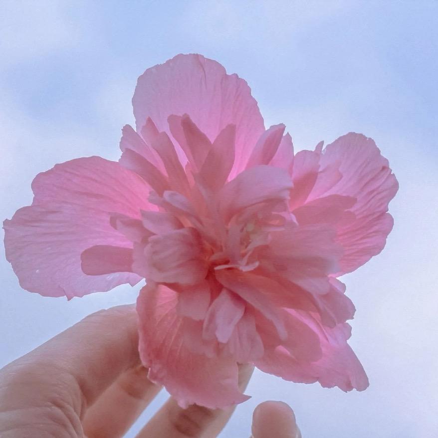 🌸二月🐟🌸