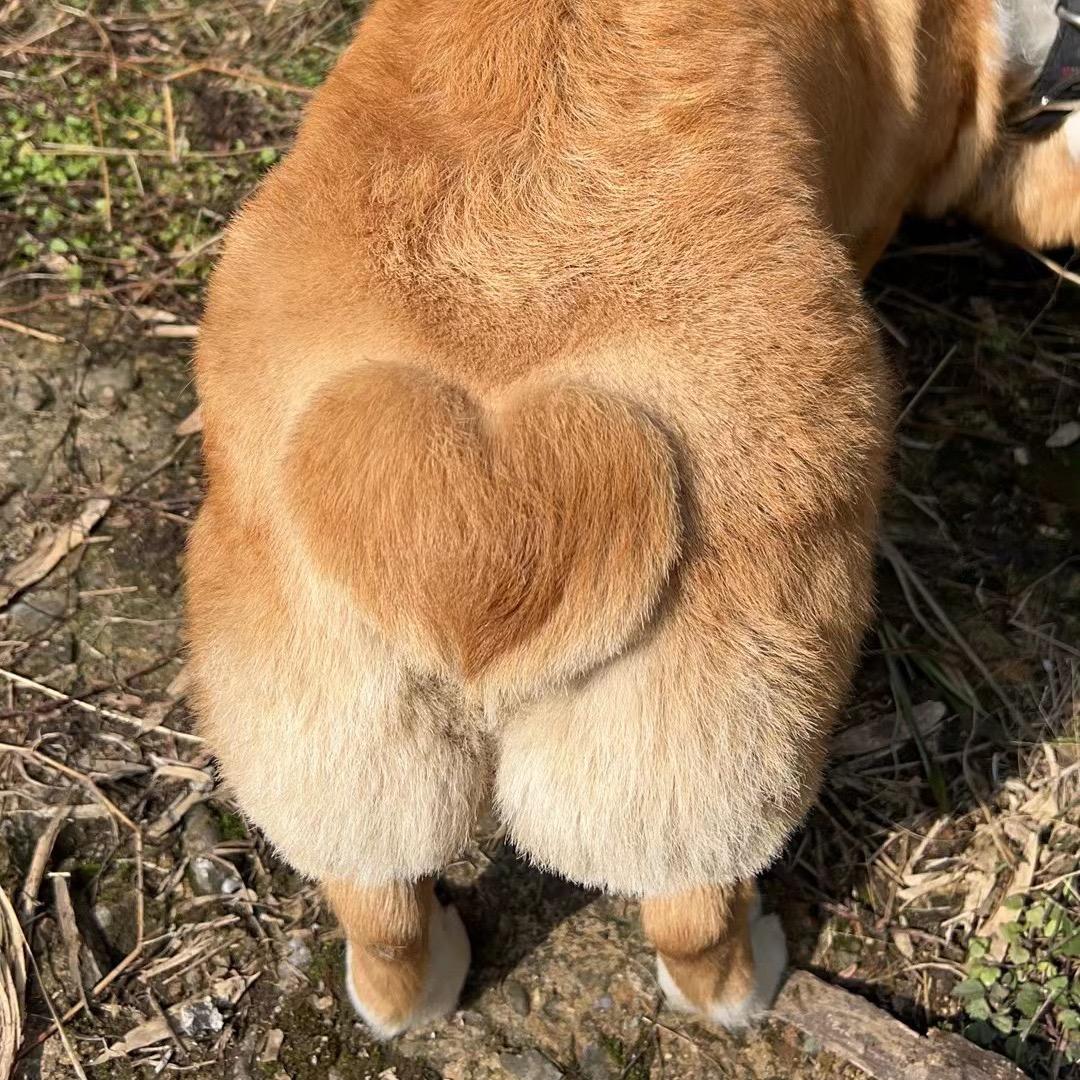 CoCo的小宝贝