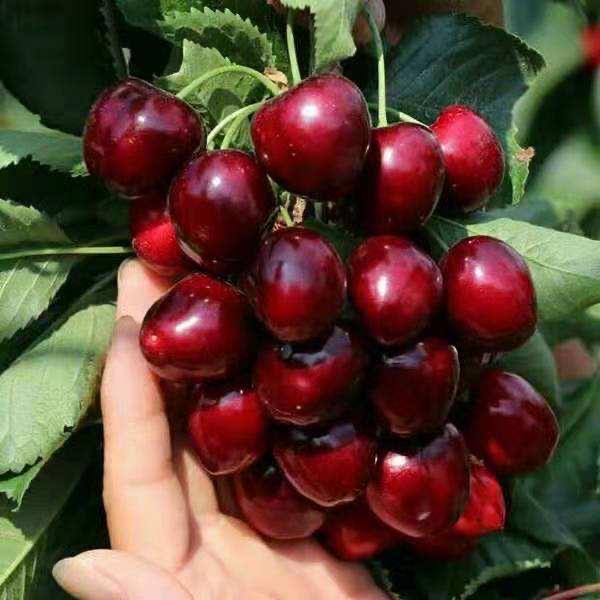 家有大樱桃🍒