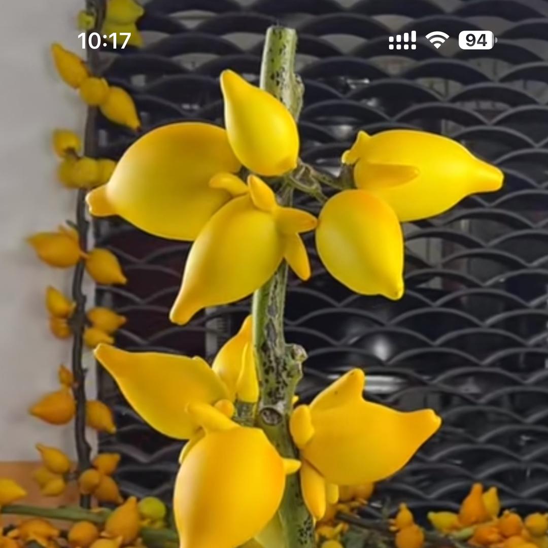五袋果翠绿花卉