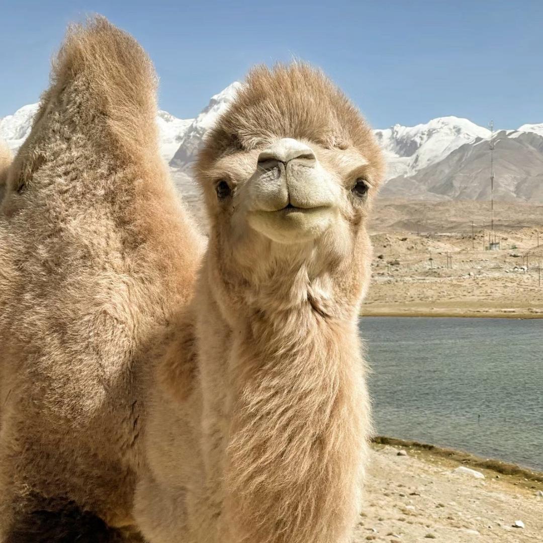 俄罗斯🇷🇺进口商品