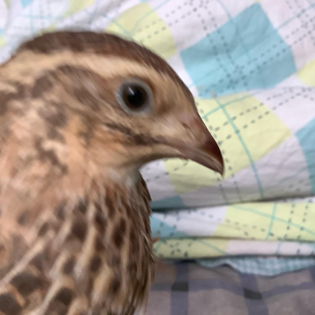 鸡蛋大帝