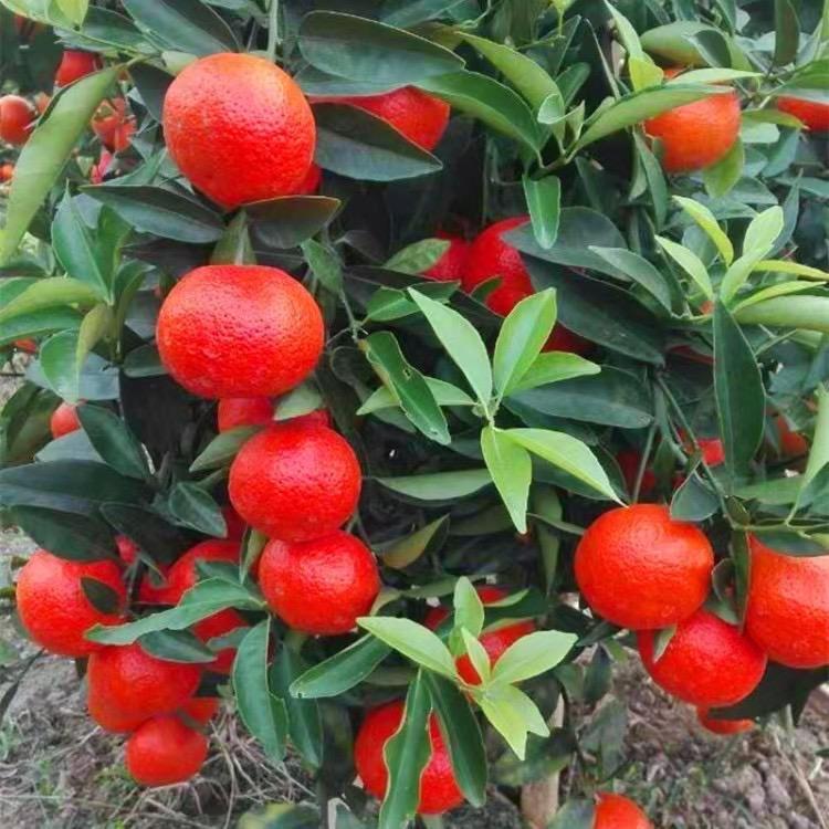 护花人圭妍果树苗木专卖店