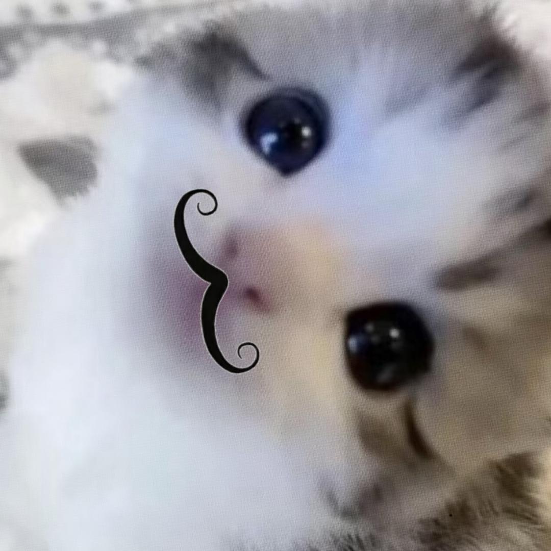 蛋挞喵