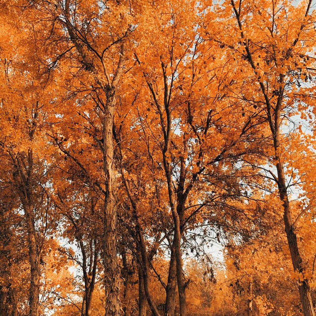 阿克苏米奇造型