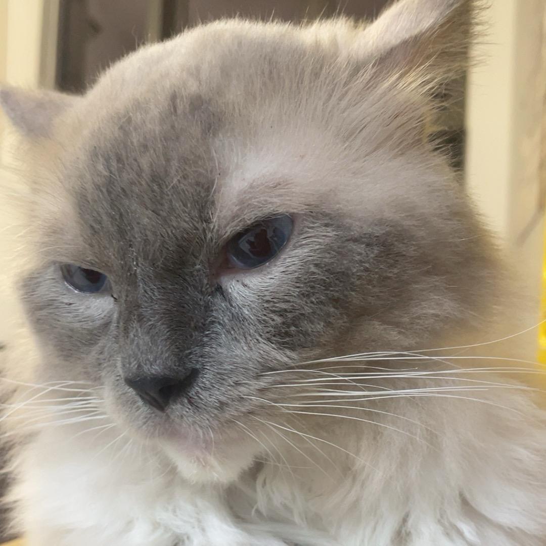 小小猫